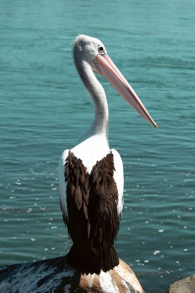 pelican-8710717_1280 pelican-8710717_1280